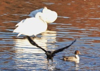 黒鳥さん、お呼びでは無いよ。