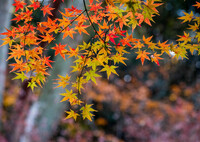この色は、冬の紅葉