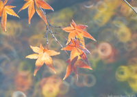 木霊達の冬支度…