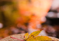 ぼっち落ち葉