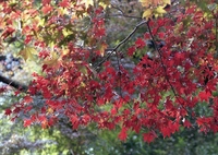 「秋公園」 (film)