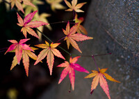 晩秋の忘れ物‥名残紅葉