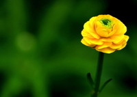 今年も、宜しくお願い致します。