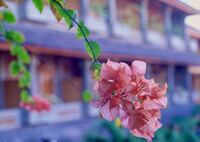 ブーゲンビリア