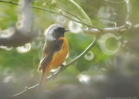 リンリンリンと樹木が唄う…