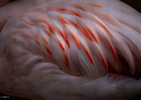 LENSBABYのペンタックスKマウント系レンズで撮影した写真(画像)を対応