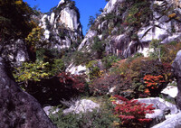 岩に咲くもみじ