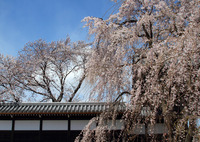 山門と桜