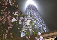 雨のスカイツリー