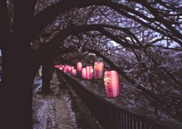 桜祭り１