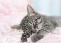 夢に埋もれて・・・