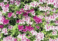 白とピンクの花