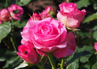 薔薇と”てんとう虫”
