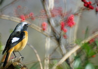 見つめるジョビオ♂くん