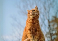 たそがれチャー兵衛