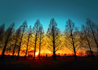 メタセコイヤの夕日