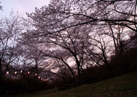 夕焼け空と桜