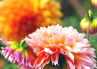 後ろからのプレッシャーが…