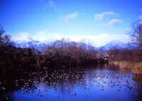 冬　水鳥たちの朝　（フィルムスナップ）