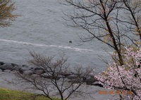 DSC_0280 びわ湖を帯になって流れ下る花筏
