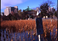不忍池のカモメ