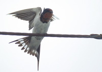 今日のベランダからのツバメさん　3