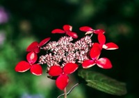 派手な山あじさい