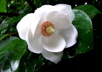 森の貴婦人オオヤマレンゲ