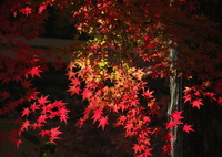 紅葉