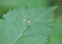 モエギザトウムシ