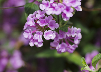 月に叢雲、花に風