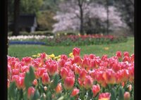 チューリップと桜５