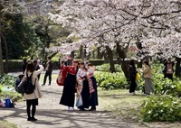 満開の桜の下の卒業