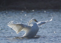 鳥インフル、セーフ！