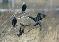 キングギドラ、ソロ活動？