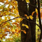 紅葉　4