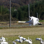 冬の里山で1(いつもの田んぼに白鳥飛来）