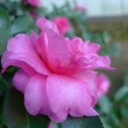 秋花 ピンク