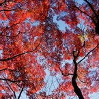 紅葉の空