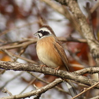 冬の里山で8(ホオジロ)