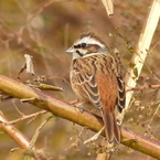 冬の里山で8(ホオジロ)