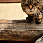 Cat on the Wood