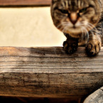 Cat on the Wood
