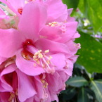 蜜