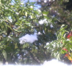 snow berries