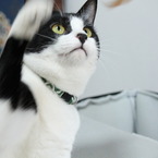 猫パンチ