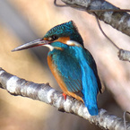 冬の里山で5(カワセミ3)