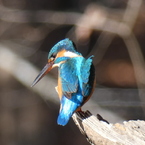 冬の里山で6(カワセミ4)