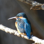 冬の里山で7(カワセミ5)