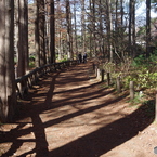 遊歩道の木陰２